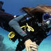 1 Day Dive Pack for Certified Divers in Sharm el Sheikh