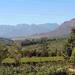 Private Full-Day Winelands Tour from Cape Town