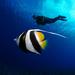 Bora Bora 2-Tank Certified Scuba Dive