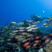 Bora Bora Fun Certified Scuba Dive