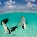 Bora Bora Introductory Scuba Dive