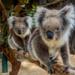 Cleland Wildlife Park Day Trip from Adelaide Including Mount Lofty Summit