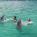 Punta Cana Extreme Swim plus Shark, Stingray and Fur Seal Encounters