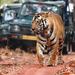 Explore Rajasthan with Tiger Safari at Ranthambore