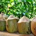 Dominican Republic Cultural Tour with Coconut Factory Visit 