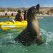 Penguin and Seal Island Kayak Tour
