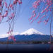 11-Day Sakura Cherry Blossom Tour from Tokyo