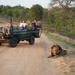 Safari Tour from Cape Town Including Lunch 