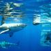 Shark Dive Tour From Cape Town
