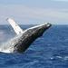  Whale Watching Tour from Cape Town