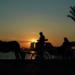 Aswan City Tour on Horse Carriage