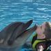 Swimming with Dolphins in Hurghada