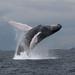 Private Whale Watching Day Tour from Panama City