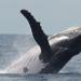 Whale and Dolphin Wisdom Retreat 5-Day Tour