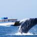 Whale Watching Day Tour from Panama City