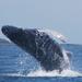 Whale Watching Day Tour from Panama City 