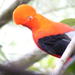 Private Bird-Watching Tour in Cloud Forest