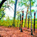 Tiwi Islands Cultural Experience from Darwin Including Flights
