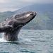 Private Tour: Whale Watching in Punta Mita 