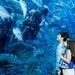 Dubai Aquarium and Underwater Zoo - Explorer Package