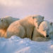 2 Day Polar Bear Viewing Trip 