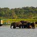 Chobe National Park 4X4 Day Safari and River Cruise