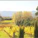 Private Tour: Marlborough Winter Wine and Scenic Tour from Blenheim