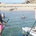 Stand Up Paddleboarding Seal Spotting Adventure from Shoalwater