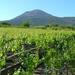 Pompeii and Vesuvius Wine-Tasting Tour