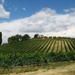 Siena and Chianti Wineries Excursion by Private Luxury Van from Florence