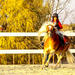 Bucharest Horse Riding Experience