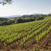 Private Provençal Wine-Tasting Tour with Picnic Lunch from Cannes