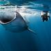 Whale Shark Snorkeling Tour from Cancun and Riviera Maya