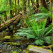 St Lucia Shore Excursion: Rainforest Walk