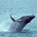 Whale Watching and Dolphin Spotting Cruise from the North Island