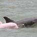 4-Day Pink Dolphins in Pacaya Samiria