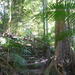 Kuranda Guided Interpretive Rainforest Walk Including Refreshments
