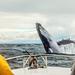 3-day Whale Tour to Quebec City and Tadoussac 