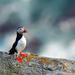 7-day Puffin Tour from Halifax to Moncton