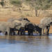 Addo Elephant National Park Day Trip from Port Elizabeth 