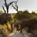 Big Five Afternoon Game Drive in Kruger National Park