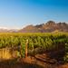 Cape Town Shore Excursion: Winelands Tour