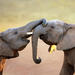 Port Elizabeth Shore Excursion: Addo Elephant National Park Tour