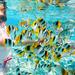 Full-Day Snorkeling Trip at Giftun Island from Hurghada