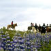 Horseback Riding Day Tour at Laxnes Farm from Reykjavik