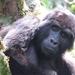 15-Day Tour of Uganda and Rwanda Wildlife