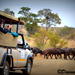 Half-Day Kruger National Park Safari from Komatipoort