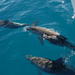 Hervey Bay, the Great Sandy Strait and Fraser Island Dolphin Watching Cruise from Hervey Bay