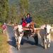 Nha Trang Countryside Club with Horse Carriage Full-Day Tour