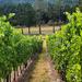 Cowichan Valley Wine Tour in Vancouver Island